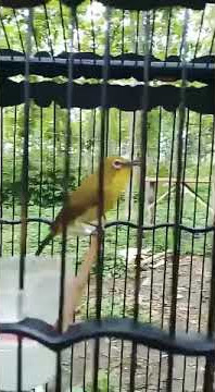 PLECI ROLL TEMBAK FULL GETER-GETER
