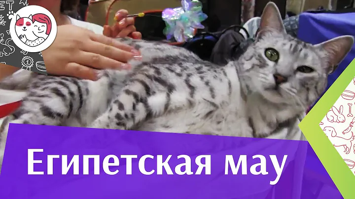 Watch the video about Egyptian Mau on ilikepet