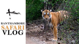 Ranthambore Safari Vlog - Tiger Feeds on Sloth Bear