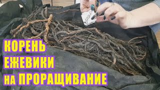 Начинаю новый сезон - закладываю корень ежевики на проращивание