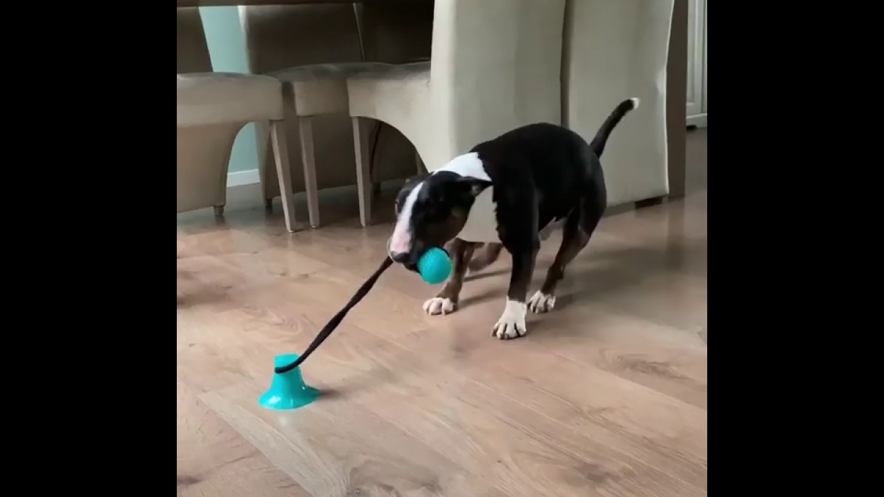 dog toy that sticks to the floor