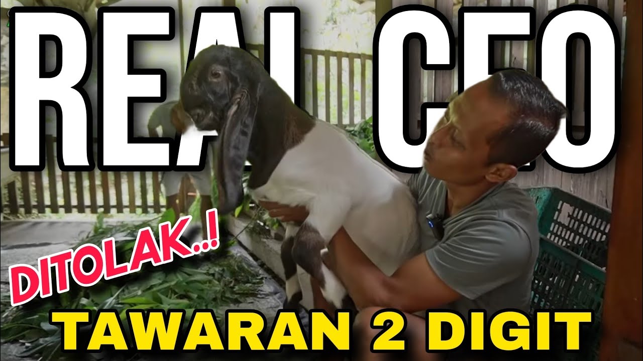 EDAN..! MAS SOPYAN ANGKUT SEMUA KAMBING, TAPI DITOLAK - KKTV