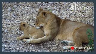 Lion Cub Cam Highlight Adorable Cub Struggles To Stay Awake With Mum