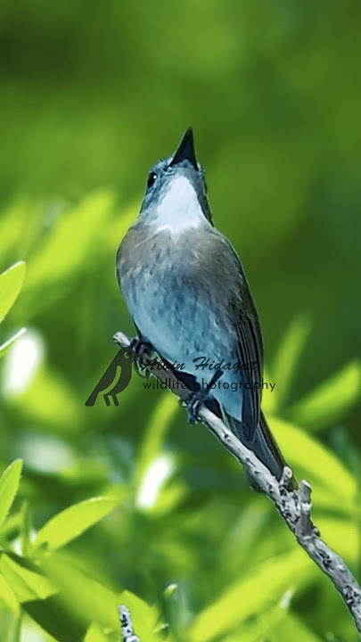 Masteran burung sikatan rimba dada coklat bali full materi #birds #srdcbali  #birdsinging