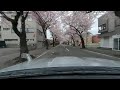 【insta360EVO】180°3D_青森市 桜川の桜並木