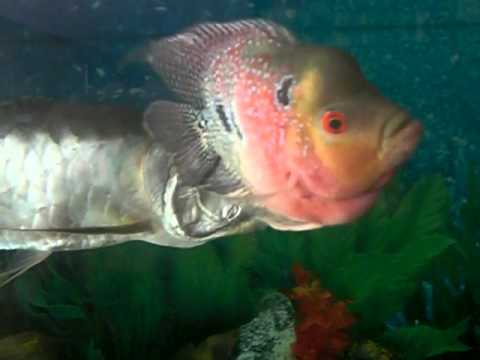 Silver Arowana Feeding Eating YouTube