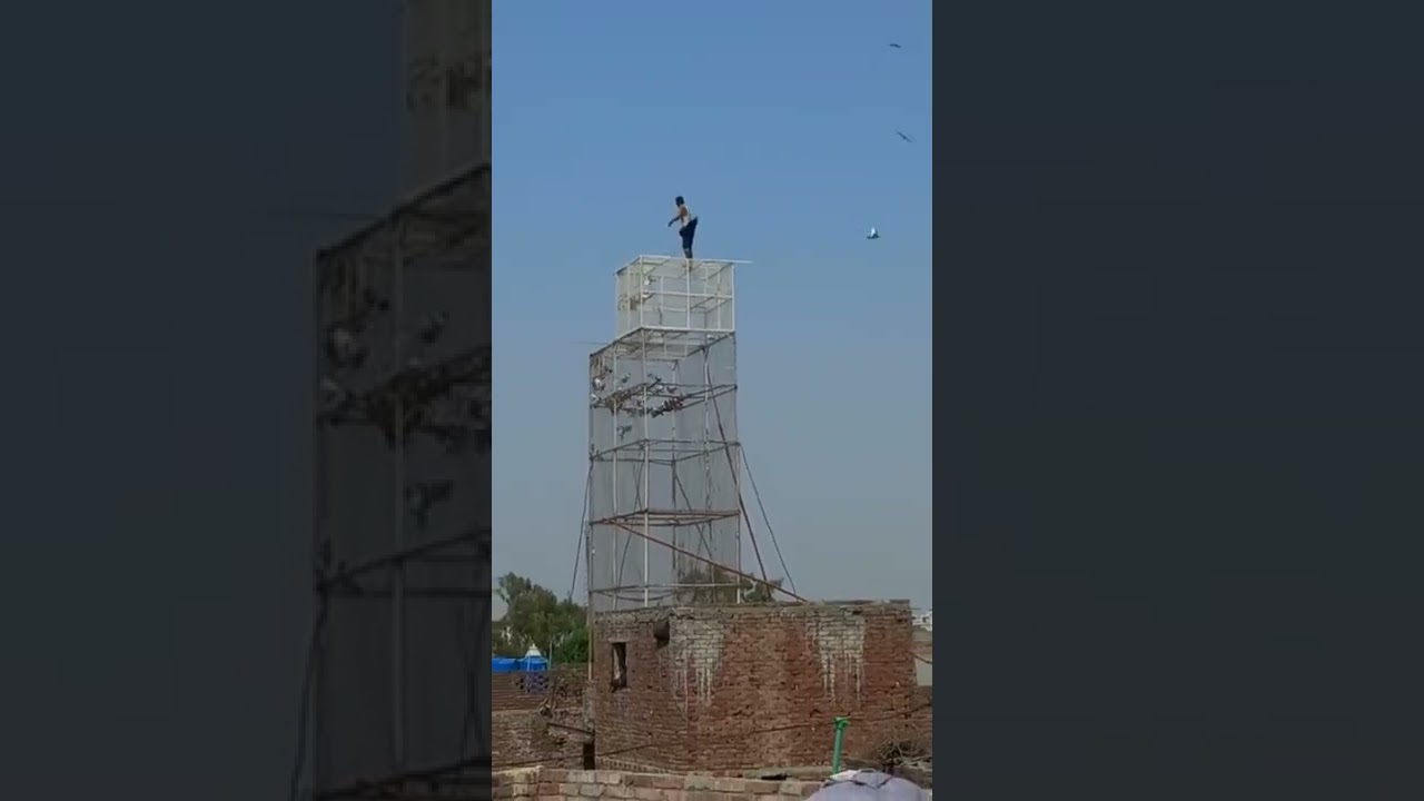 Lahore ka sab se khatarnak chiri mar || chiri mar 2022 || kabootar bazi Pakistan || BANJAY PIGEONS