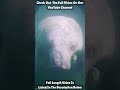 Gentle Sea Cows 🐋🌊 Real Manatee Footage + Lullaby 💛 #kidsshorts #kidssongs #seacow #manatees
