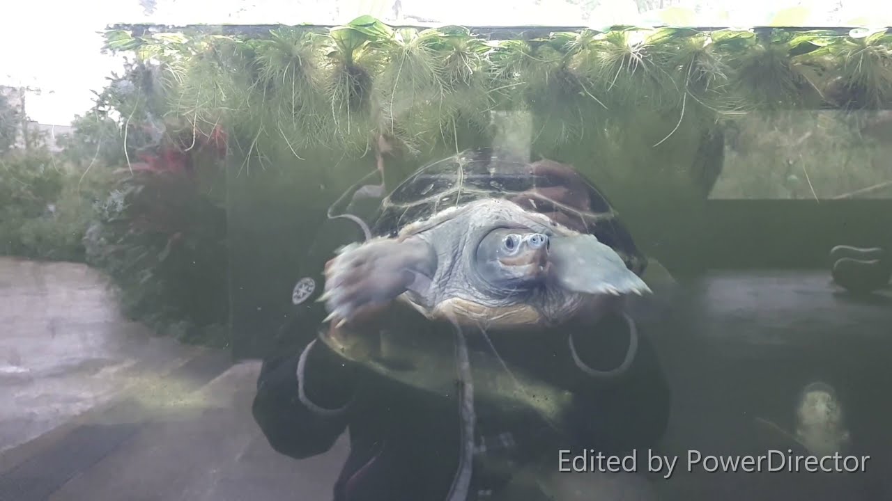 Painted terrapin/Painted batagur/Saw-jawed turtle ( Batagur borneoensis）獨特的潮龜 ~ 西瓜龜/三線潮龜/鹹水龜