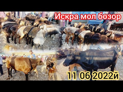 дахшад ката моллар арзон бугун искра бозорда ва қуй эчки нархлари 11 06 2022й