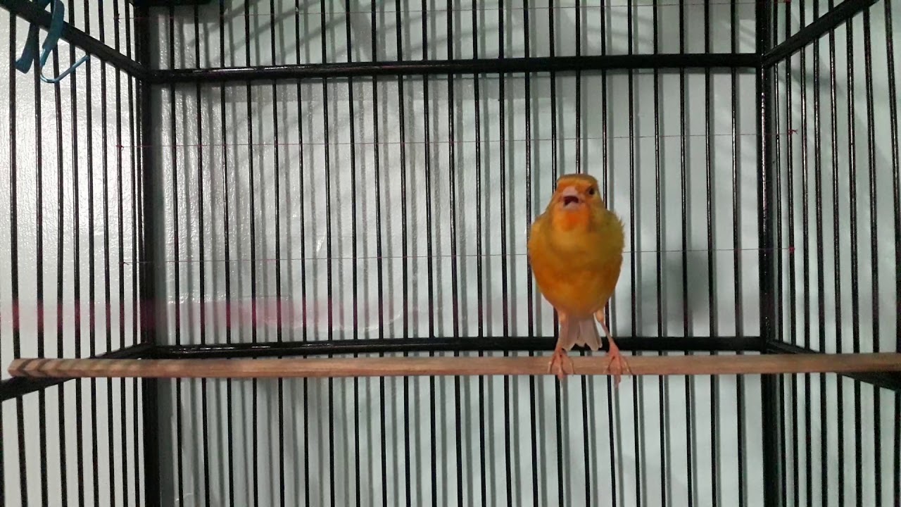 Kenari_24 
