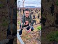 طريقة الزبير العنب في إسبانيا طريقة الزبير العنب في إسبانيا