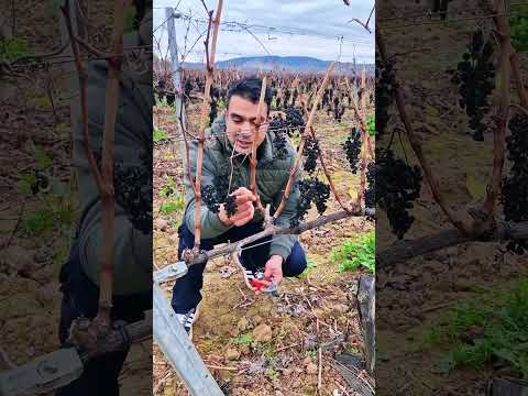 طريقة الزبير العنب في إسبانيا