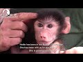 Orphan Baboon Hettie; teething & sadly more orphans arrive