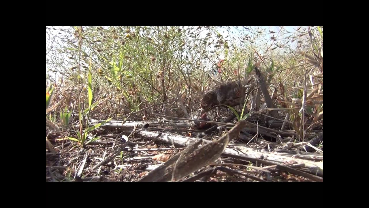 Filial cannibalism by female Chestnut-backed Sparrow-lark Eremopterix