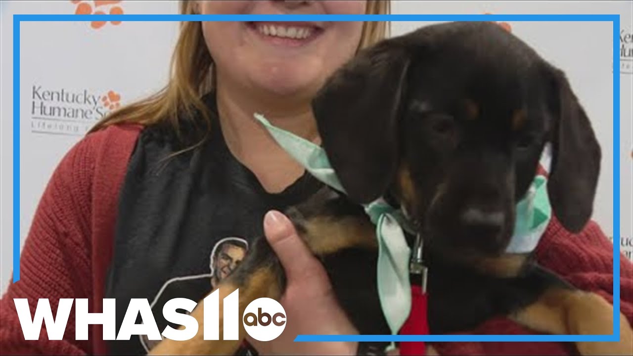 More than 160 dogs find homes at 3rd Hammer's Lou Adopts event in Louisville