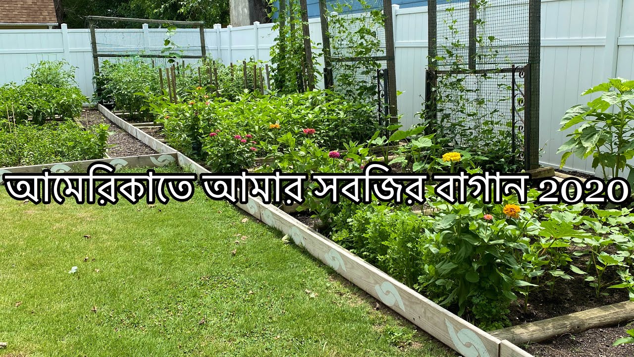 My Bangladeshi Garden in the USA YouTube