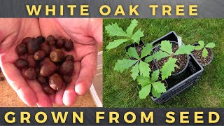 Growing White Oak Trees from Seed / Acorn