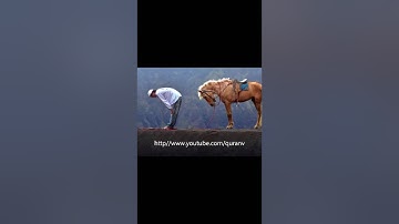 الشيخ ماهر المعيقلي + فارس عباد القرآن الكريم تلاوة تشرح الصدر راحه نفسيه