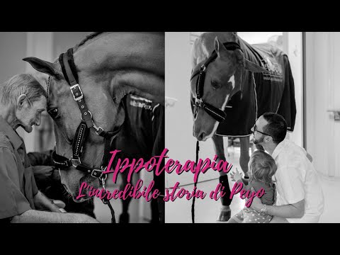 Video: Razza Di Cavallo Sangue Caldo Olandese Ipoallergenico, Salute E Durata Della Vita