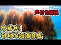 砂地の海藻が遂に大成功！声付き解説