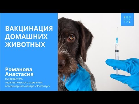 Вакцинация домашних животных