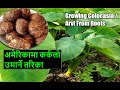 Planting cabbage in America Pidalu / Karkalo Ropne Tarika | Grow Taro Roots | Grow Colocasia in a pot