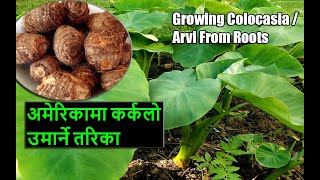 अमेरिकामा कर्कलो रोपन | Pidalu / Karkalo Ropne Tarika | Grow Taro Roots | Grow Colocasia  in a pot