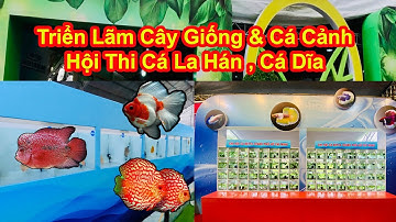 Triển Lãm Cây Giống và Triển Lãm Cá Betta , Cá Guppy , Cá Vàng | Hội Thi Cá La Hán , Thi Cá Dĩa .