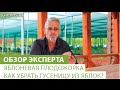 Яблоневая плодожорка. Как убрать гусеницу из яблок?