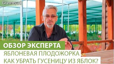 Яблоневая плодожорка. Как убрать гусеницу из яблок?