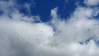 Free 4K Cloud Hyperlapse no copyright 