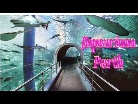 Video: Aquarium of Western Australia (AQWA) description and photos - Australia: Perth