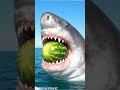 Tossing Random Objects To A Great White Shark Youtubeshorts Ytshorts Comedy Tossing Random Objects To A Great White Shark Youtubeshorts Ytshorts Comedy
