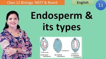Endosperm Formation |  Types of Endosperm  (Class 12)