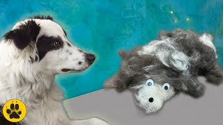 Border Collie Shedding - The Uncombed Truth! by The Dog Vlog 10,381 views 3 years ago 4 minutes, 27 seconds