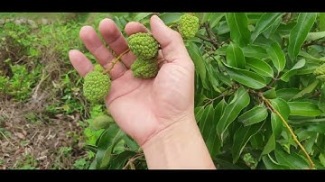 Các Loại Vải Thiều Bị Cháy Gai Vỏ I Luc Ngan Lychees I Núi Đồi Lục Ngạn