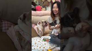 dogstory #puppylove #dogmom#furbaby#dogtraining#happydog  #cute #puppy #bulldog #pets #frenchbulldog