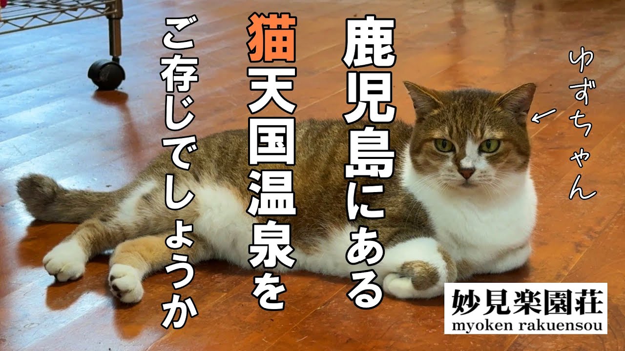 【鹿児島の猫天国温泉】看板猫がいる宿 温泉街が猫宿が５軒もある奇跡／妙見温泉 楽園荘 kagoshima myouken onsen