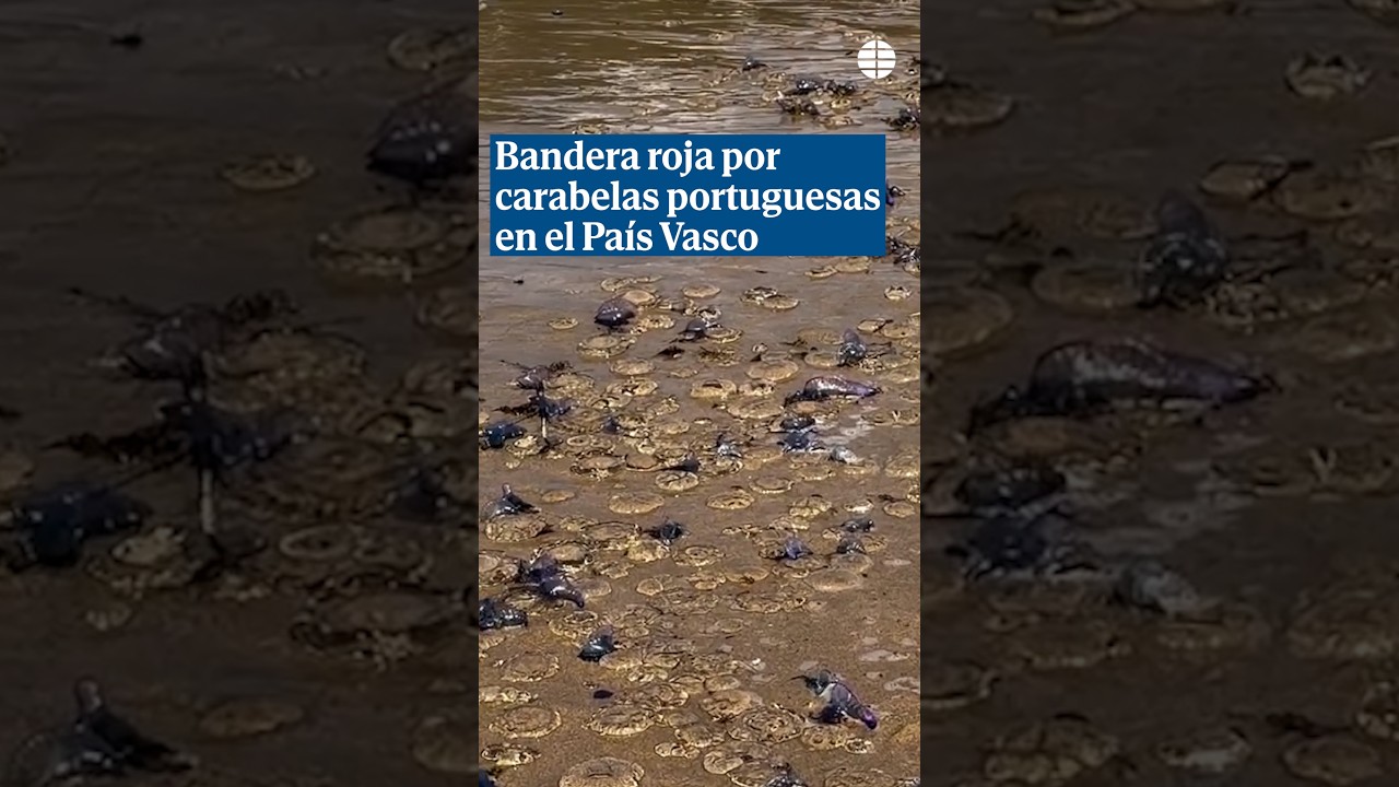 Las carabelas portuguesas invaden muchas playas del País Vasco #shorts #paisvasco #medusa