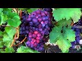 Чего категорически нельзя делать на винограднике при высоких температурах. Виноград 2018.