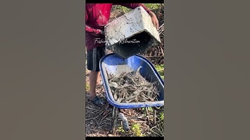 Tôm càng xanh ở Cà Mau | Fishing and Relaxation| #tomcangxanh #fishing #mientay #camau