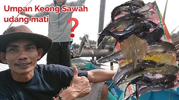Mancing sembilang umpan Keong sawah
