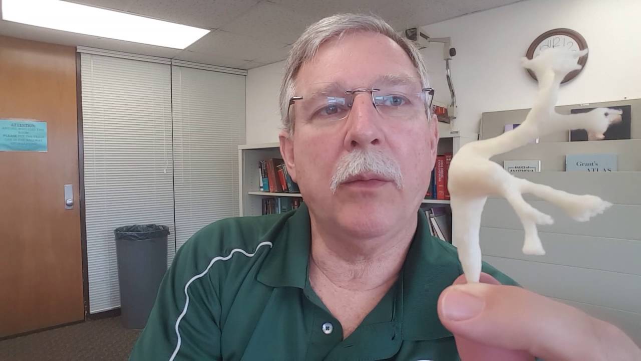 Roller Coasters For Kidney Stones Youtube