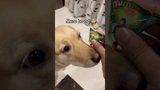 Mimi ke naam ka brand ban gaya #cutedog #labrador #dog #shorts