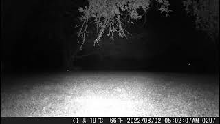 Glowing Eyes Appearing From The Dark. A Raccoon Wanders In Night1 Trail Cam 20220802