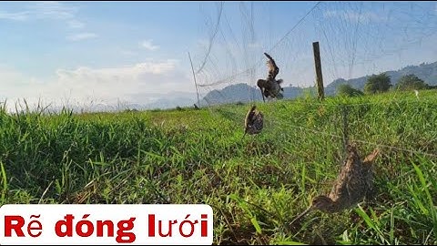 Lưới Bẫy Chim Rẽ Giun? Mẫu lưới được anh em sử dụng nhiều nhất