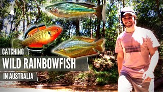 Catching Wild RAINBOWFISH & Other Native Fish!!!