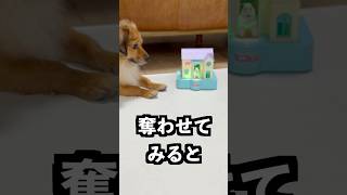 お金を置くと犬が奪う家にクールバブバブを出しておけば捕まえられるはず!