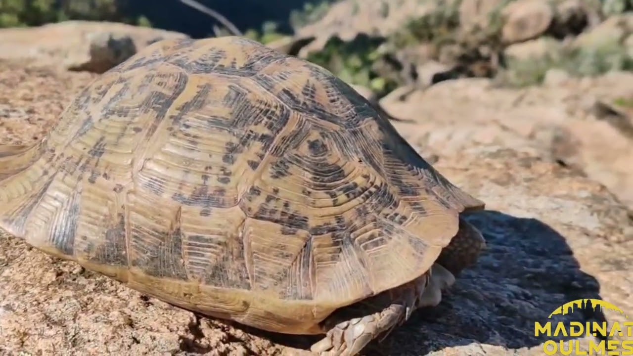 عين حيا تارميلات أولماس 2026 💚 💐 